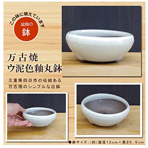 Amazon｜爽やかで涼しげな光沢の葉が魅力【シマトネリコの鉢植え（万古